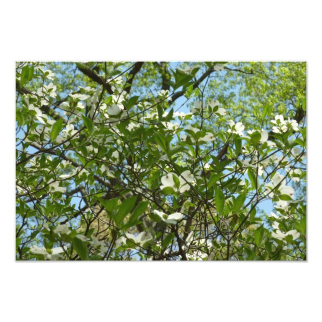 Impression Photo Branche of Dogwood Blossoms Spring Trees (Devant)