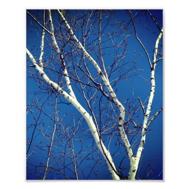 Impression Photo Branches d'arbre de bouleau blanc contre le ciel b (Devant)