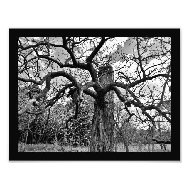 Impression Photo Branches Mystérieuses (Devant)