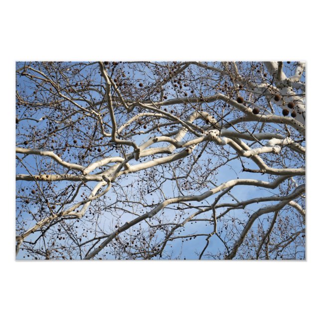 Impression Photo Branches Sycamore 19 po x 13 po (Devant)