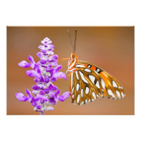 Bright Orange Gulf Fritillary Butterfly