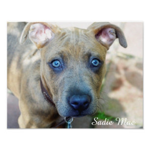 Impression Photo Brindle Pit Bull Puppy par Shirley Taylor