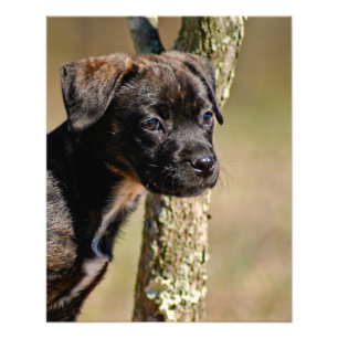 Impression Photo Brindle Portrait Chiot