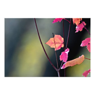 Impression Photo Briser le bois dur