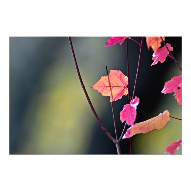 Impression Photo Briser le bois dur (Devant)