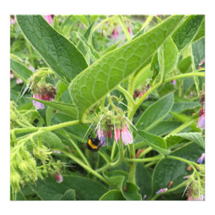 Impression Photo British Bumble Bee sur Wild Common Comfrey