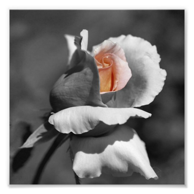 Impression Photo Brocher Rosebud Noir Et Blanc Couleur Partielle 8x (Devant)