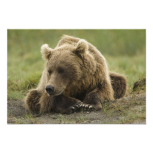 Impression Photo Brown bear ou Coastal Grizzly Bear, Ursus