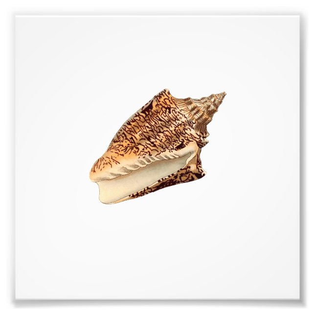 Impression Photo Brown Seashell Beach Nautique Ocean Salle de bain (Devant)