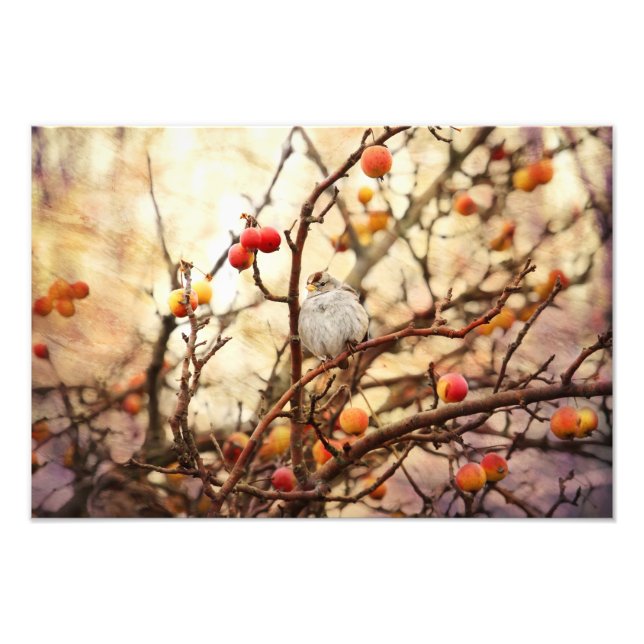 Impression Photo Bruant dans un arbre de pomme de crabe (Devant)