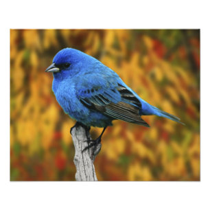 Impression Photo Bruant indigo mâle, Passerina cyanea