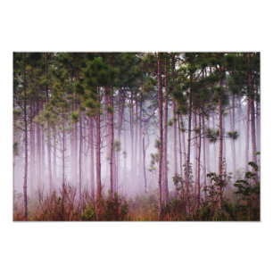 Impression Photo Brume parmi les pins au lever du soleil, Everglade