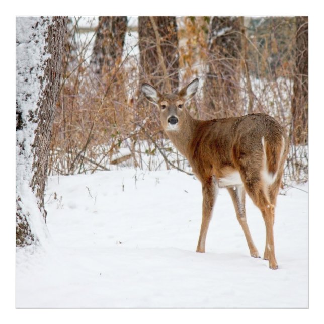 Impression Photo Buck cerf en hiver White Snowy Field (Devant)
