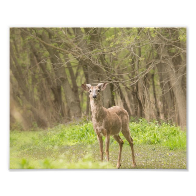 Impression Photo Buck in Velvet frais (Devant)