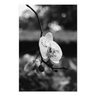 Impression Photo Budding Orchid's Bloom (B&W)