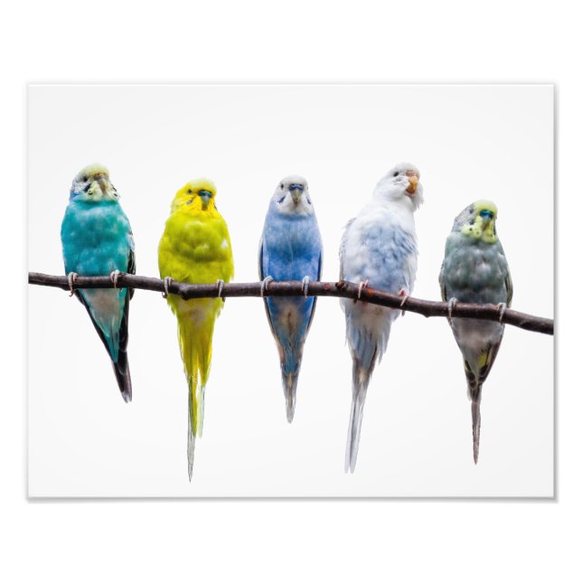 Impression Photo Budgies (Devant)
