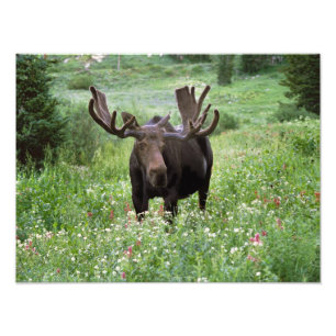 Impression Photo Bull moose Alces alces) en fleur sauvage,