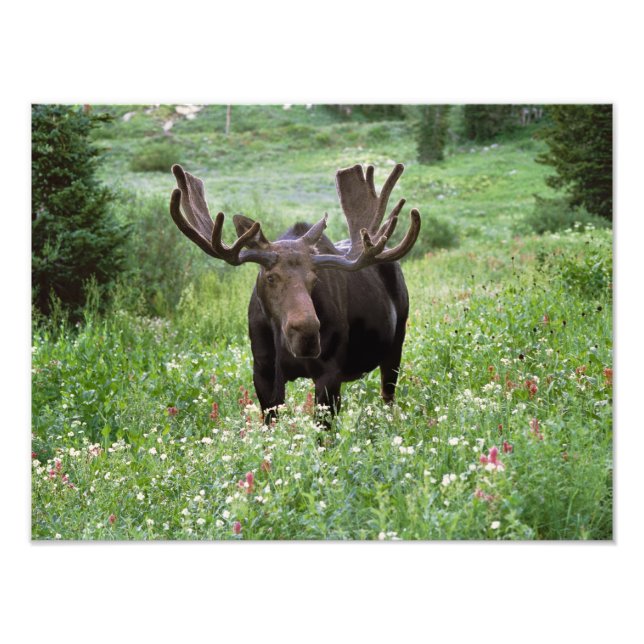 Impression Photo Bull moose Alces alces) en fleur sauvage, (Devant)