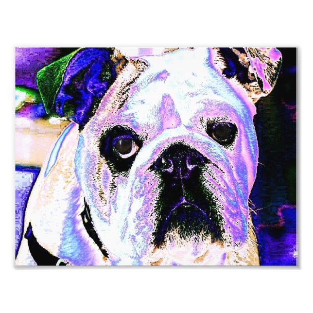 Impression Photo Bulldog anglais (Devant)