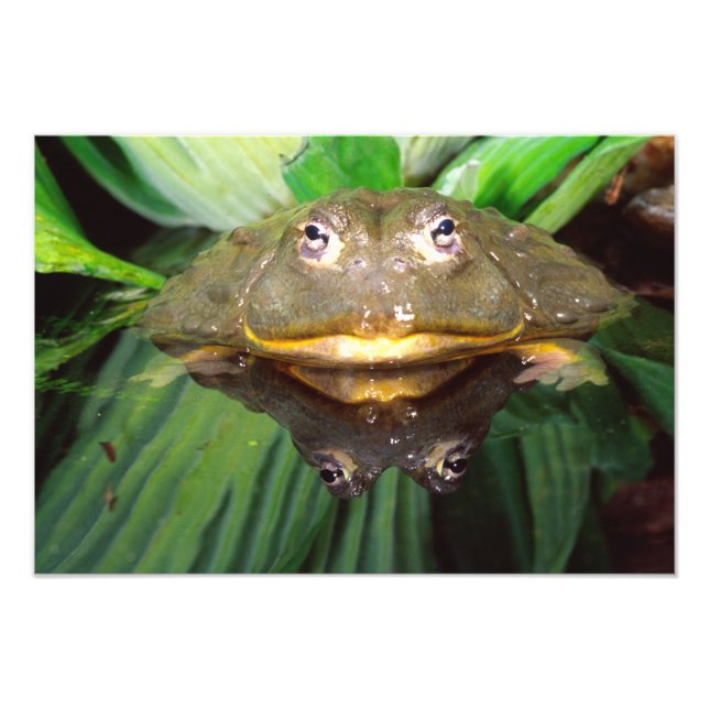 Impression Photo Bullfrog, Pyxicephalus 2 (Devant)