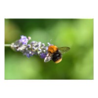 Bumble Beat Sur Une Lavande