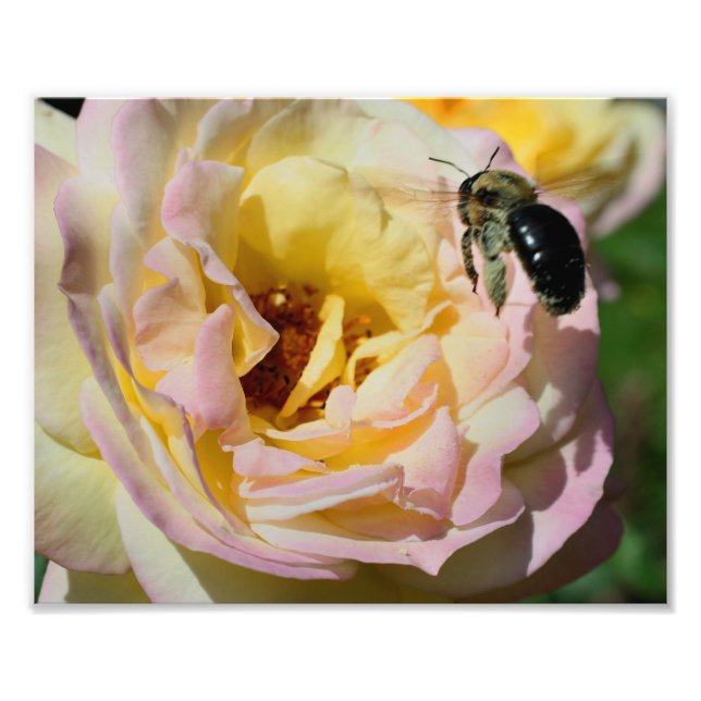 Impression Photo Bumble Bee En Vol 10x8 Nature (Devant)