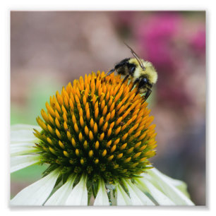 Impression Photo Bumble Bee on Coneflower Carré Imprimer