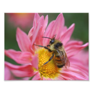 Impression Photo Bumble Bee On Pink Daisy Flower Close Up 8x10
