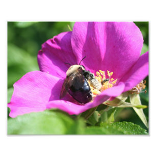 Impression Photo Bumble Bee On Rose Rose 10x8 Nature
