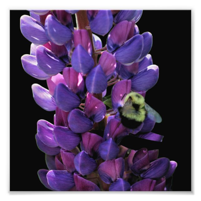 Impression Photo Bumble Bee On Wild Lupine Flower Close Up 8x8 (Devant)