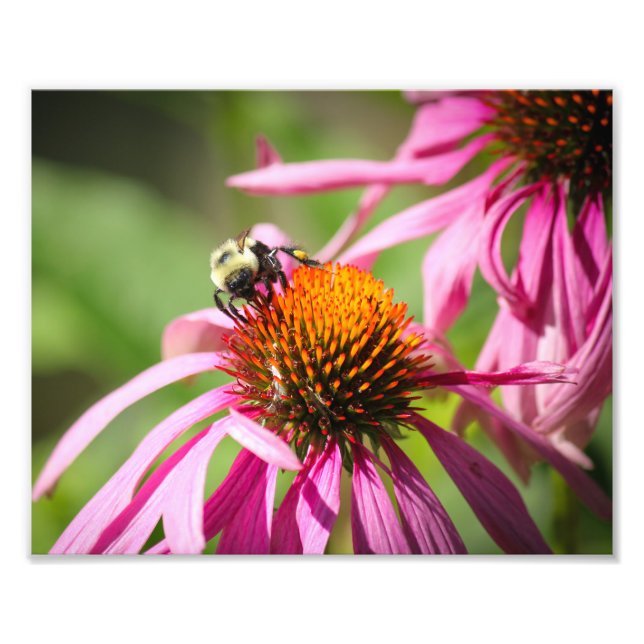 Impression Photo Bumblebee sur violet coneflower Nature Photographi (Devant)