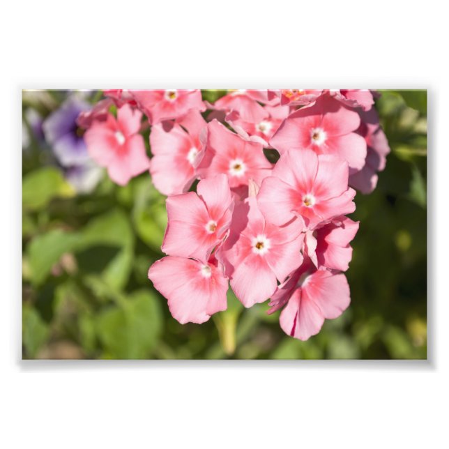 Impression Photo Bunches et Bunches (Devant)