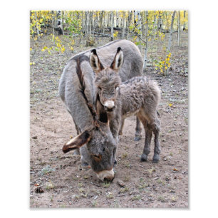 Impression Photo Burro et Baby