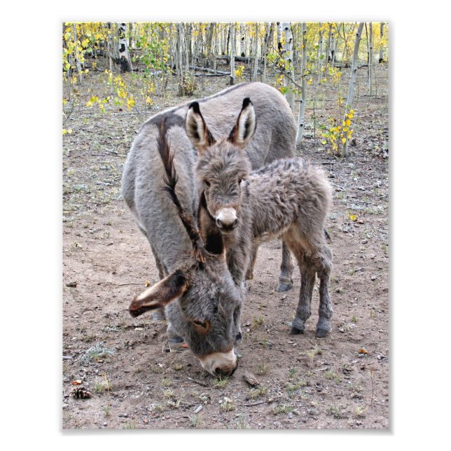 Impression Photo Burro et Baby (Devant)