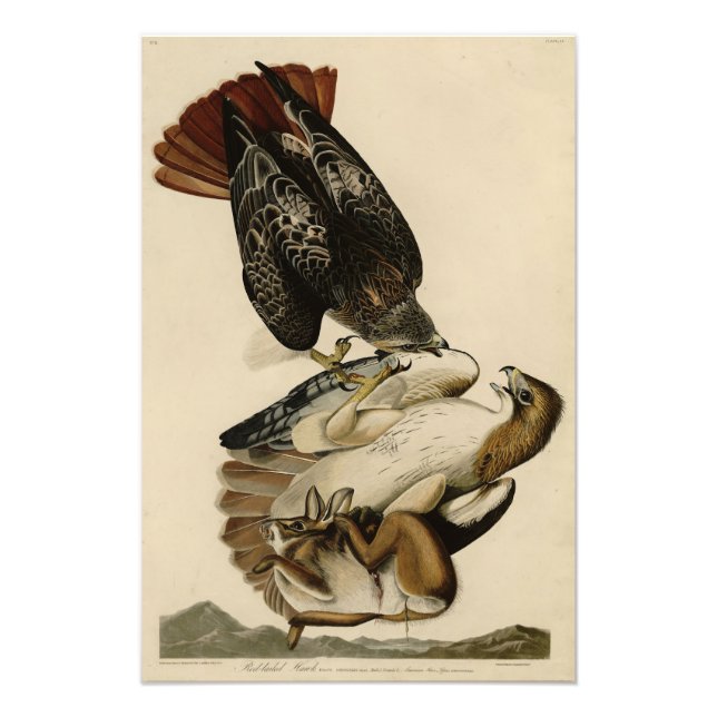Impression Photo Buse à queue rouge des oiseaux d'Amérique d'Audubo (Devant)
