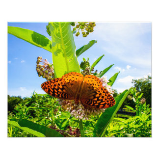 Impression Photo butterfly