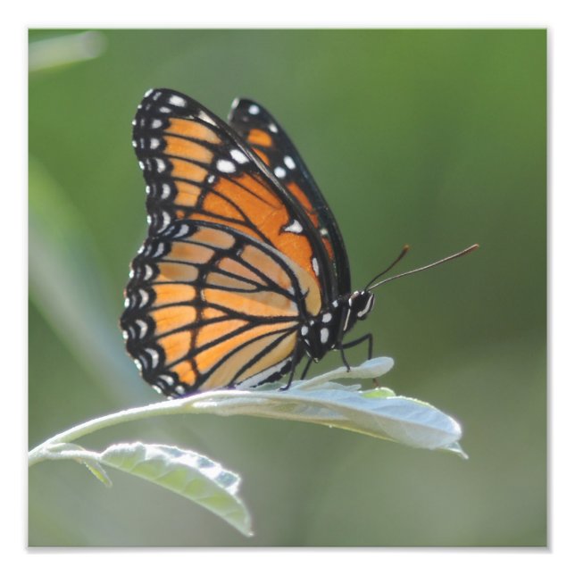 Impression Photo Butterfly resting On A Leaf (Devant)