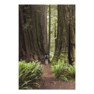 Impression Photo CA, parc d'État de Jedediah Smith Redwoods,