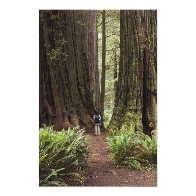 Impression Photo CA, parc d'État de Jedediah Smith Redwoods, (Devant)
