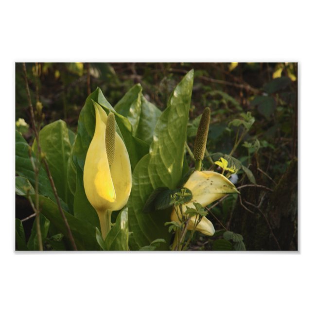 Impression Photo Cabines de saut (Devant)