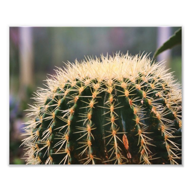Impression photo Cactus (Devant)