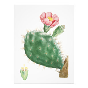 Impression Photo Cactus Cochenillifer, Illustration Antique, 1799