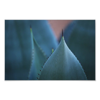 Impression Photo Cactus d'agave