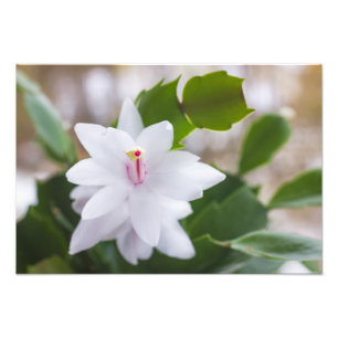 Impression Photo Cactus de Noël blanc Fleurs de Schlumbergera Pot