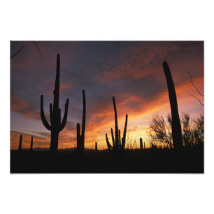 Impression Photo cactus saguaro, Carnegiea gigantea, après