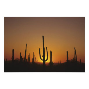 Impression Photo Cactus saguaro géant Cereus giganteus),