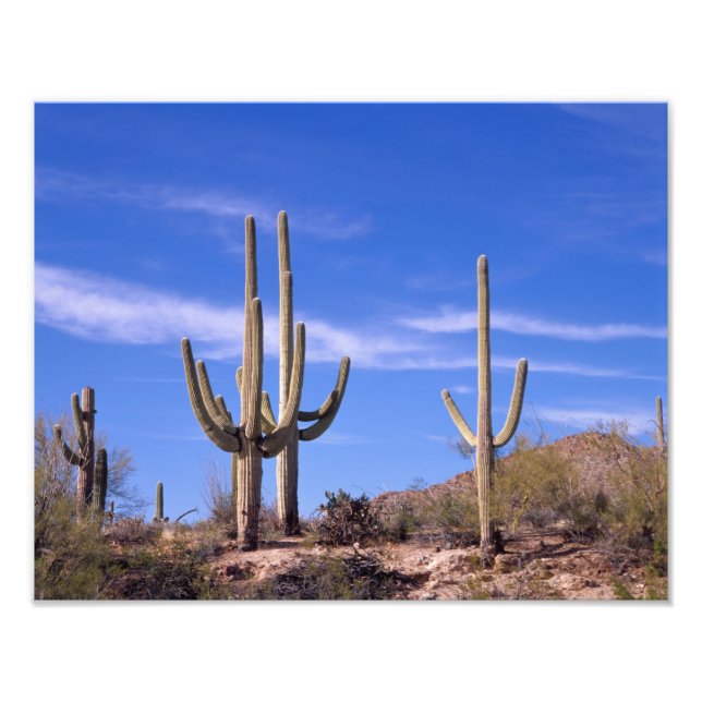 Impression Photo Cactus saguaro géant multi-bras, Saguaro (Devant)