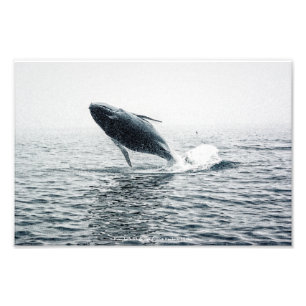 Impression Photo Calf de baleine à bosse