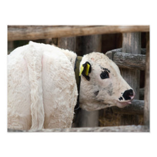 Impression Photo Calf Pustertal Pied