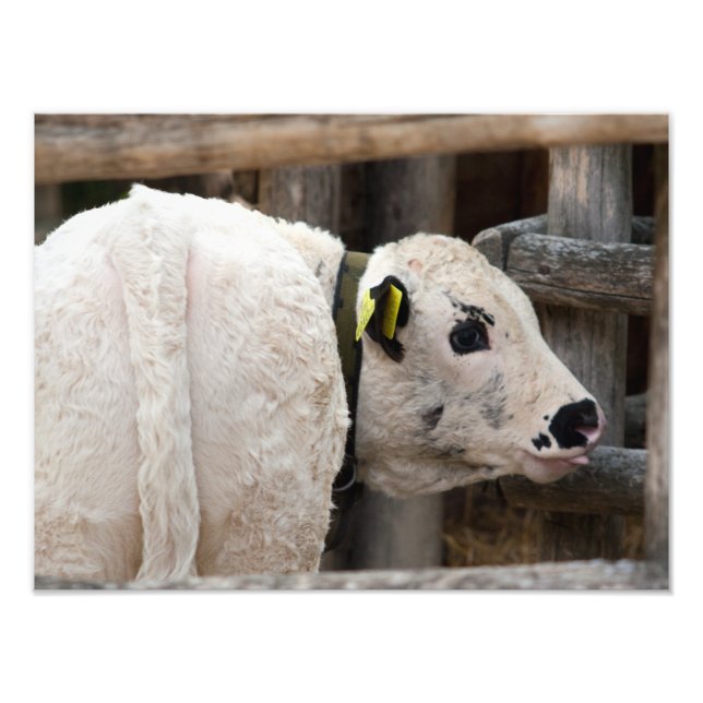 Impression Photo Calf Pustertal Pied (Devant)